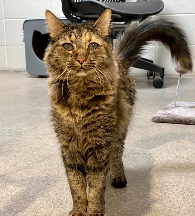Adopt a friend: Zoe